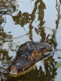 /album/fotogaleria-panama-zajazd-vy-a-my/zajazd-panama-45-jpg/